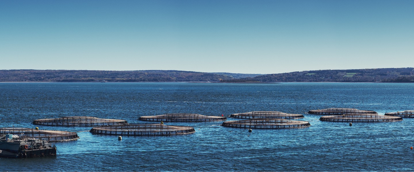 Chèque Conseil Pêche et Aquaculture